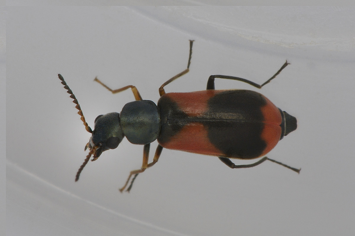 Anthocomus equestris - Malachiidae